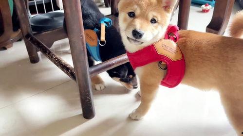 爆料狗狗打架视频播放,一场宠物间的生死较量  第1张