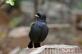 搞笑八哥爆料视频大全集,爆笑集结!搞笑八哥视频大全集笑料盘点 第1张 搞笑八哥爆料视频大全集,爆笑集结!搞笑八哥视频大全集笑料盘点 第1张